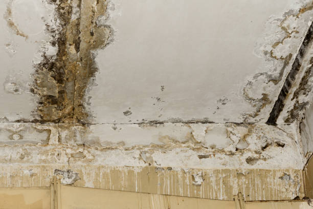 Water damage restoration experts in Anthem, AZ